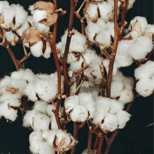 Why Choose a GOTS Certified Mattress?